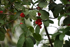 Syzygium aqueum